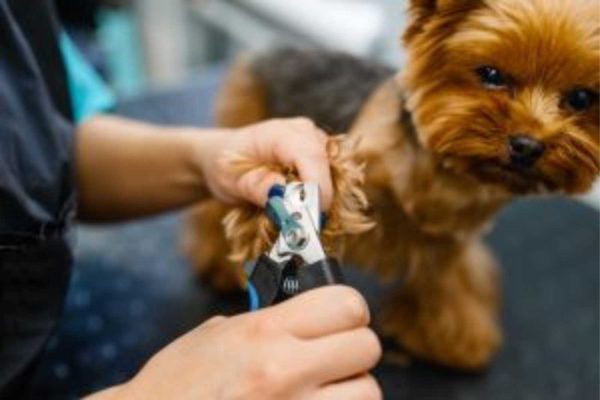The Wag Social Dog Grooming Sevierville, Tennessee