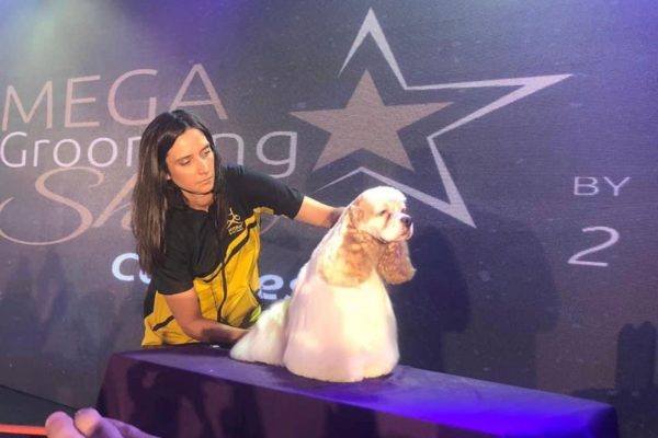Top Dog Groomer Susan Hatch Sevierville Knoxville